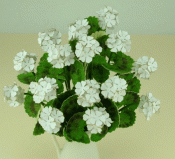 Geranium, flower kit white